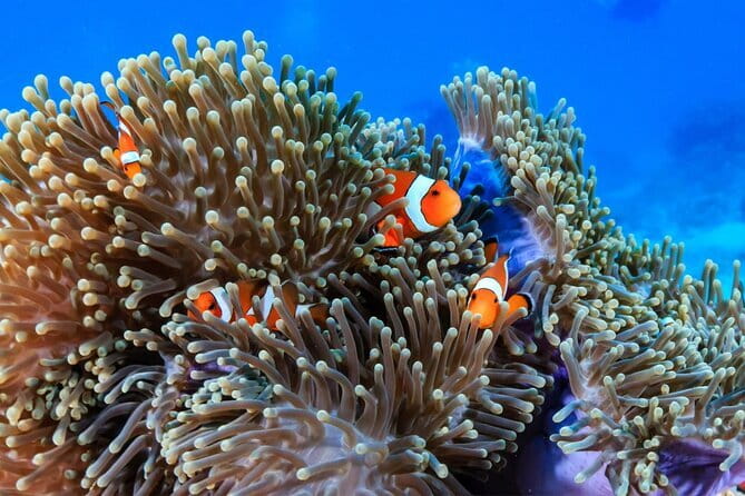 2 Fun Dives in Racha Yai or Noi for Certified Divers - Key points to know before booking