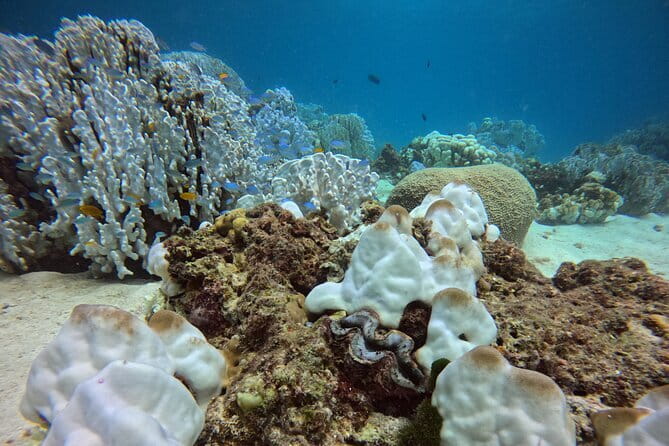 2 Fun Dives in Racha Yai or Noi for Certified Divers - Medical rules deserve serious attention