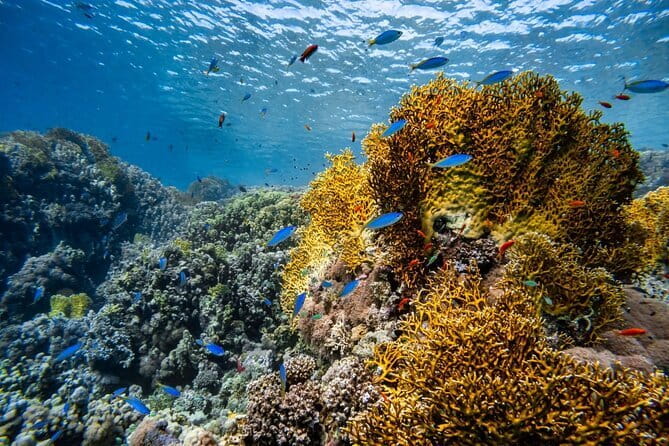 3 Fun Dives in Phi Phi islands for Certified Divers - Breakfast, lunch, and useful comfort on board