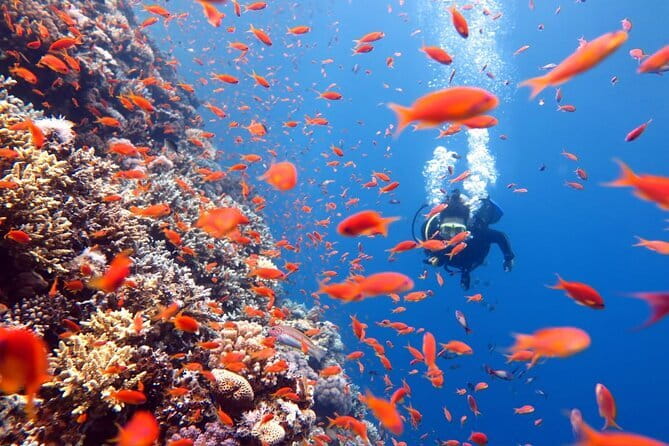 3 Fun Dives King Cruiser Wreck and Koh DokMai for Certified diver - Certification, health, and safety details