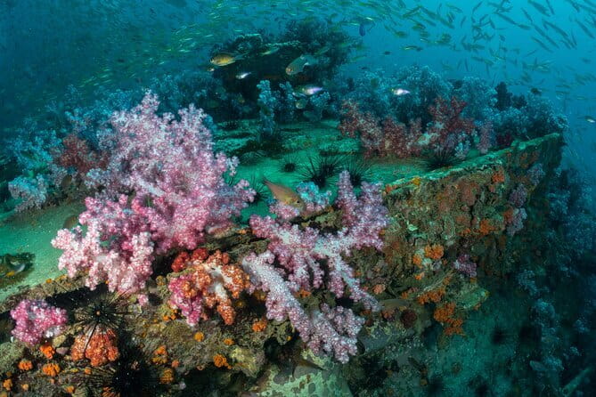 3 Fun Dives King Cruiser Wreck and Koh DokMai for Certified diver - Koh Dok Mai adds caves and close-up details