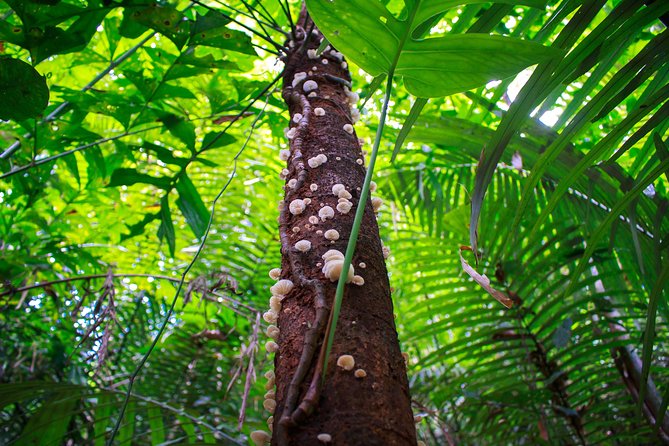 4-Waters Eco-Adventure Trip from Phuket Including Lunch - What the $119 price buys you