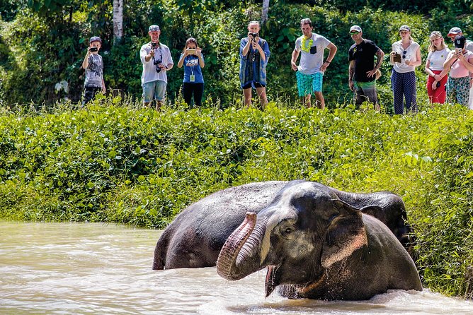 A Morning with the Elephants at Phuket Elephant Sanctuary - What lunch adds to the morning