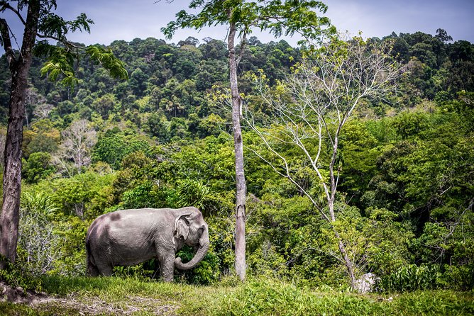 A Morning with the Elephants at Phuket Elephant Sanctuary - A few practical cautions before booking