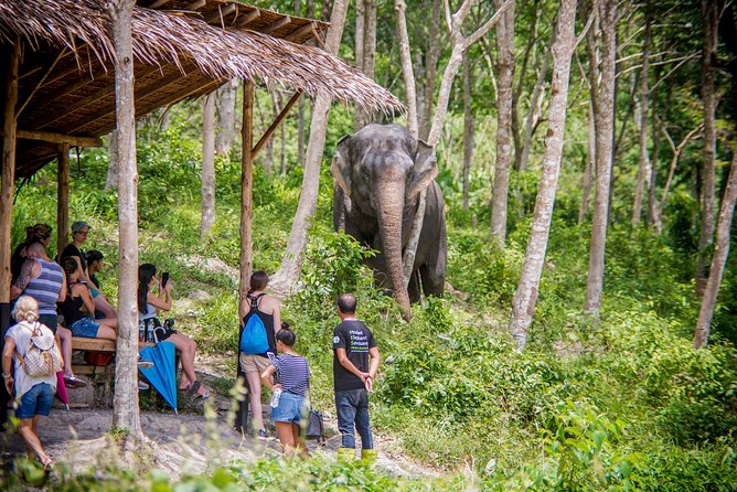 A Morning with the Elephants at Phuket Elephant Sanctuary - Following the elephants into the jungle