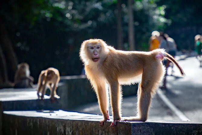 Amazing Phuket Sunset: Promthep Cape, Monkey Hill, Chillva Market - What to pack and how to handle the short stops