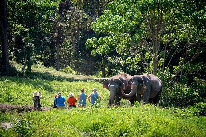 An Afternoon with the Elephants at Phuket Elephant Sanctuary - Why this sanctuary visit feels different