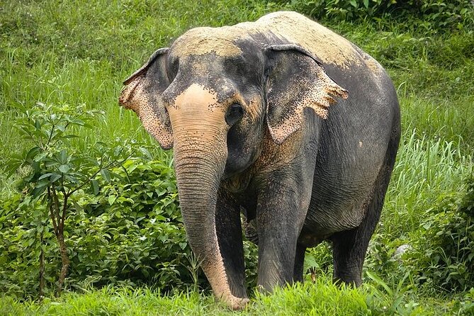 An Afternoon with the Elephants at Phuket Elephant Sanctuary - Arriving at 1:30 p.m. in northeast Phuket