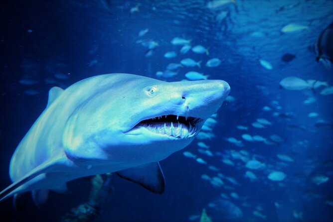 Aquarium Phuket and AR Trick Eye Museum Combo Tickets - Is $72 a fair price?