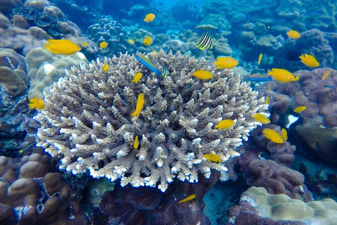 Best of Phi Phi Islands Snorkeling Tour from Phuket - Monkey Beach is a quick wildlife stop