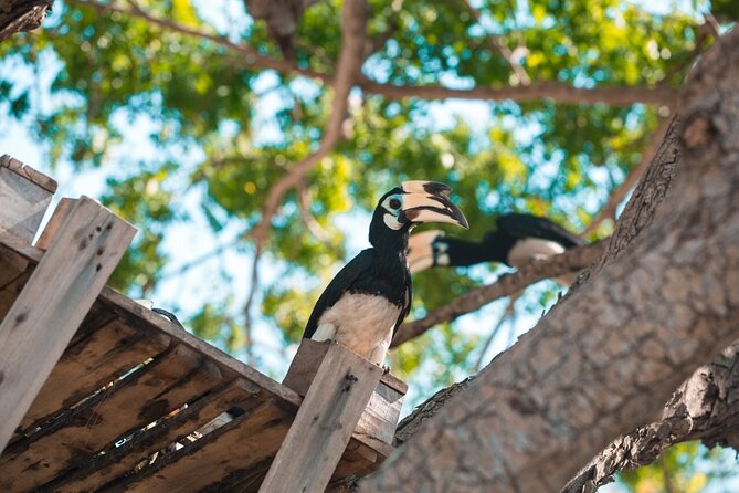 Coral and Racha Islands from Phuket - Key points to know before booking