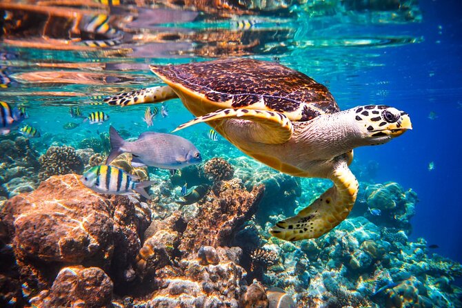 Coral Island and Kahung Beach by Speedboat - Snorkeling, banana boats, and optional extras