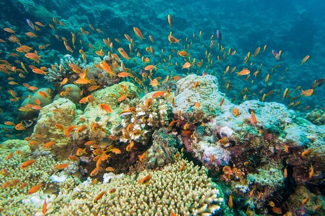 Coral Island Banana Beach Snorkeling and Clear Kayak Tour - How the $106.18 price works for you