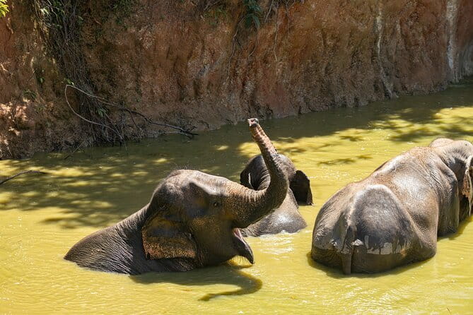 Elephant Nature Experience with Lunch at Bukit Elephant Park - Key points to know before booking