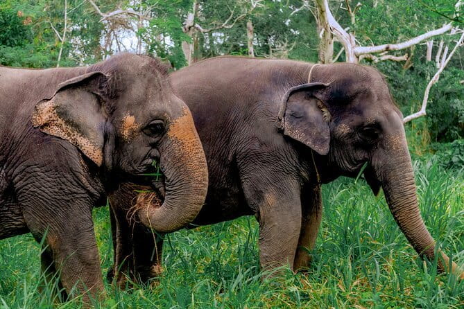 Elephant Nature Experience with Lunch at Bukit Elephant Park - Is $87.61 a fair price?