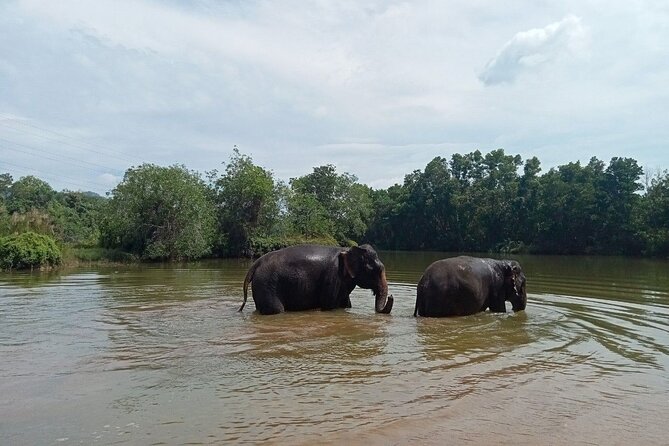 Elephant Sanctuary Small Group Tour in Phuket - Meeting Phuket’s elephants without the circus routine