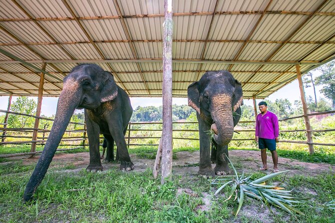 Elephant Sanctuary Small Group Tour in Phuket - Feeding, touching, and watching on elephant time