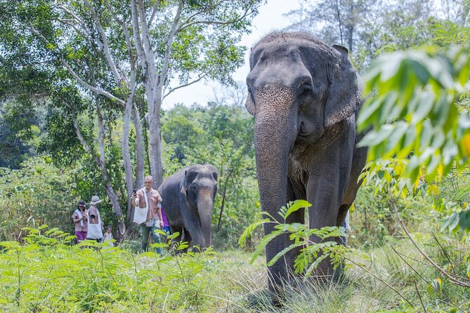 Elephant Sanctuary Small Group Tour in Phuket - Cancellation, timing, and practical booking advice
