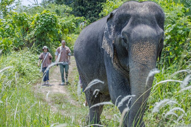 Elephant Sanctuary Small Group Tour in Phuket - A Thai cooking class after the elephants
