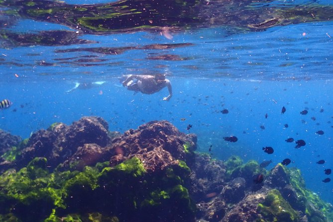 Explore Surin Islands: Ultimate Snorkeling Day Trip from Phuket - Nemo Bay and the first three hours