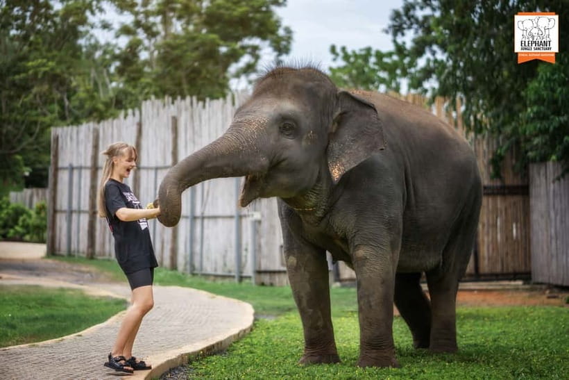 From Phuket: Elephant Jungle Sanctuary Feed and Shower Trip - Key points at a glance