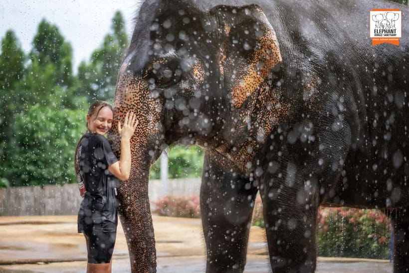 From Phuket: Elephant Jungle Sanctuary Feed and Shower Trip - Feeding elephants at Phuket Jungle Sanctuary