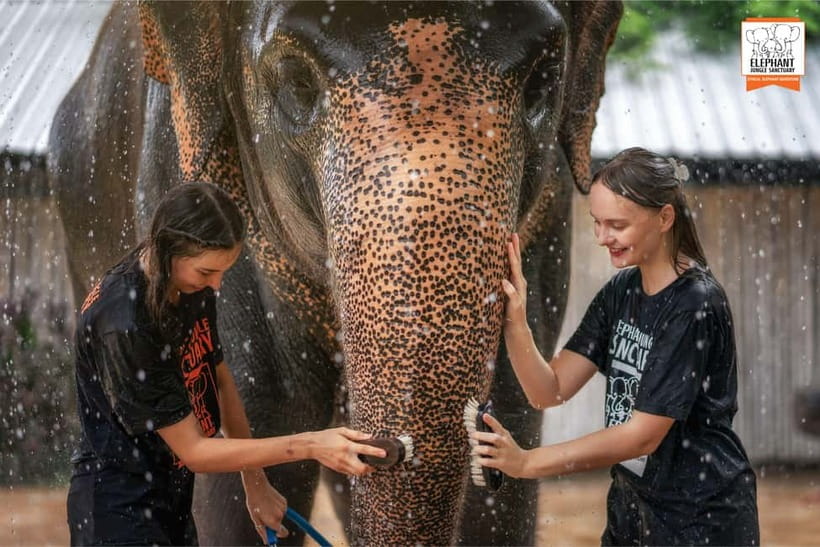 From Phuket: Elephant Jungle Sanctuary Feed and Shower Trip - Showering beneath the outdoor rain system