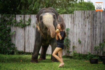 Elephant Jungle Sanctuary Feed and Shower Trip