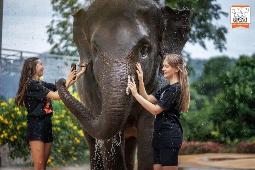 From Phuket: Elephant Jungle Sanctuary Feed and Shower Trip - Ninety minutes: short, focused, and easy to fit into Phuket plans