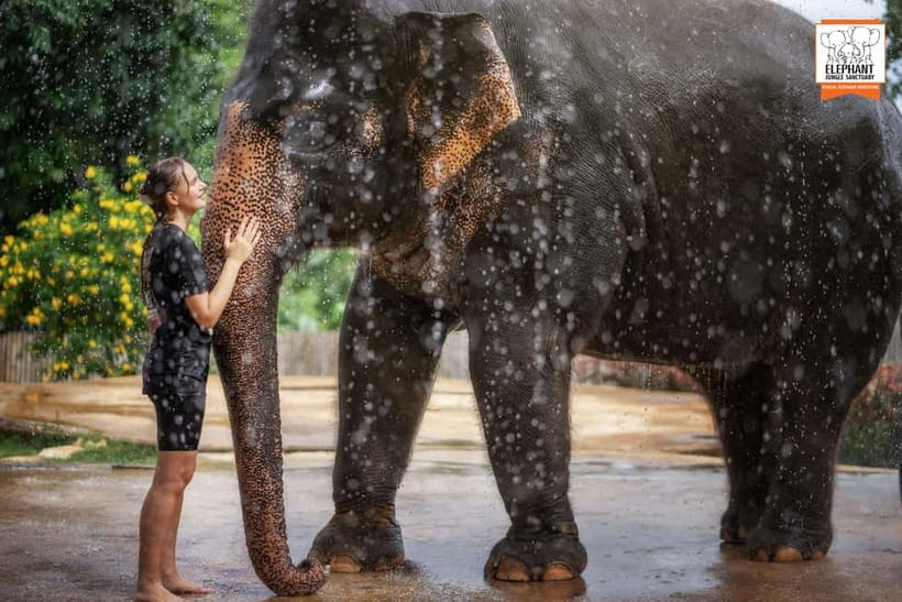 From Phuket: Elephant Jungle Sanctuary Feed and Shower Trip - Is the $61 price fair?