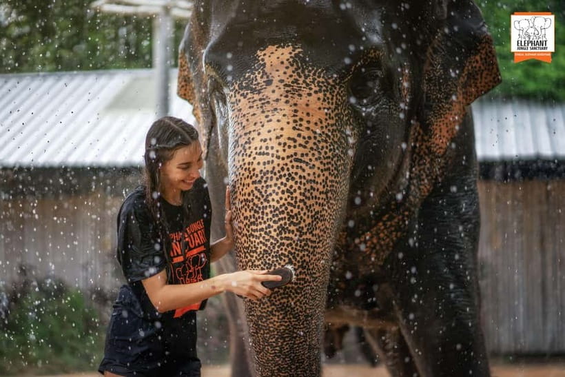 From Phuket: Elephant Jungle Sanctuary Feed and Shower Trip - The ethical question to keep in mind