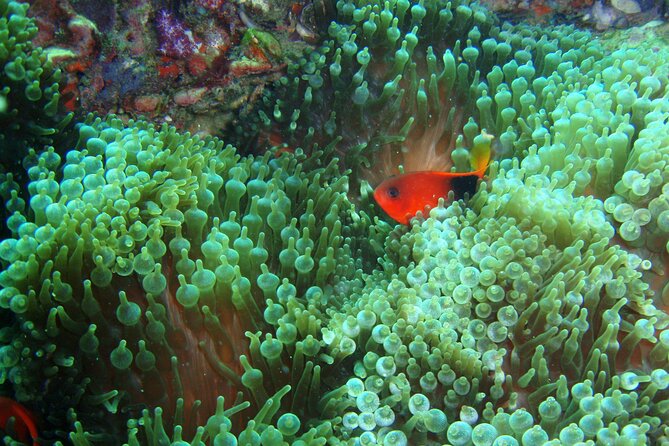 Full-Day Koh Phi Phi Scuba Diving Course from Phuket - Two reef sessions around Koh Phi Phi