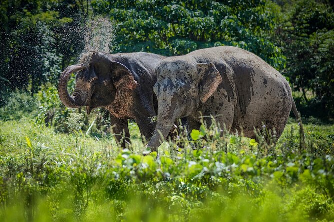 Full-Day Phuket Elephant Sanctuary Tour with Lunch and Dinner - The morning begins with the story of Asian elephants