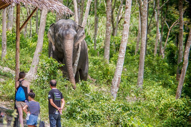 Full-Day Phuket Elephant Sanctuary Tour with Lunch and Dinner - The hydrotherapy pool and the closest animal encounter