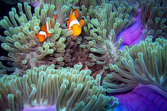 Full-Day Racha Noi and Racha Yai Snorkeling from Phuket - Who will enjoy this most