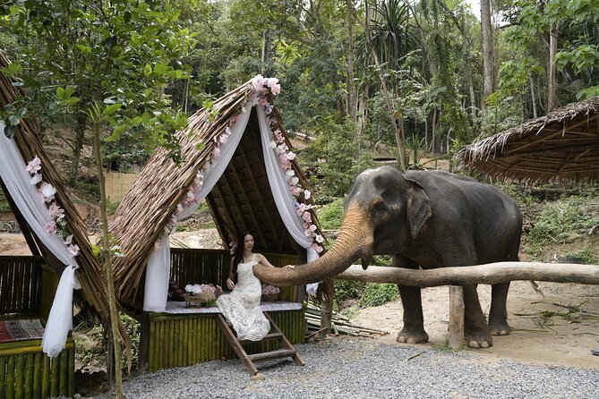 Half day with Elephants at Patong Elephant Hug (No ride No trick) - Key points to know before booking
