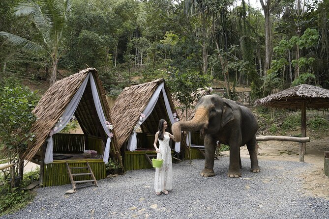 Half day with Elephants at Patong Elephant Hug (No ride No trick) - Choosing between the three packages
