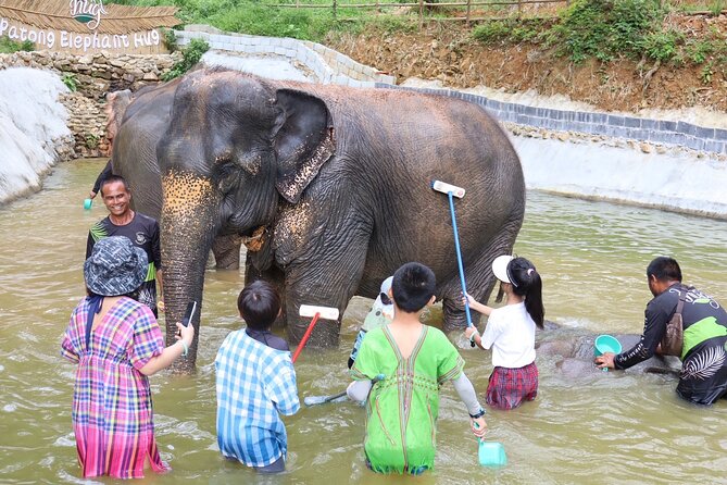 Half day with Elephants at Patong Elephant Hug (No ride No trick) - Transport, timing, and the practical details