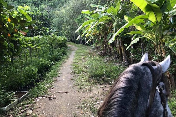 Horseback Riding 1 hour trail - Through Rubber Trees and Fruit Orchards