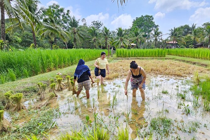 Old Phuket Farm Ticket - Countryside Local Life Culture - Meeting the buffaloes and understanding old farm work