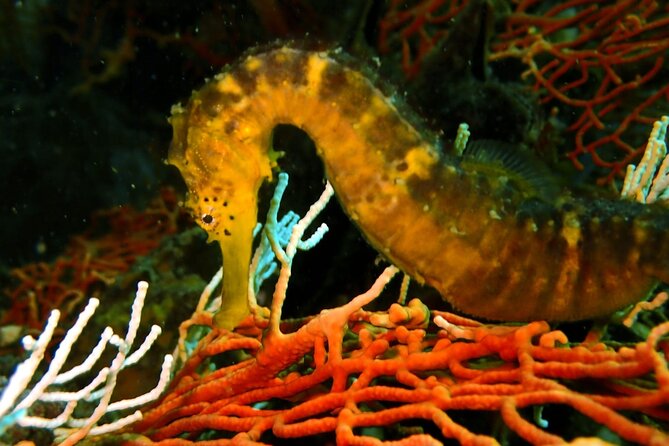 PADI Discover Scuba 2 Times Diving Phuket - Learning the basics before entering the water