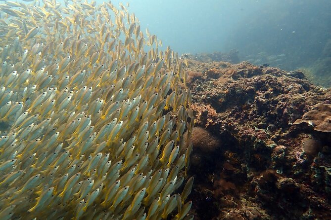PADI Discover Scuba 2 Times Diving Phuket - Reef scenery, colorful fish, and underwater photos