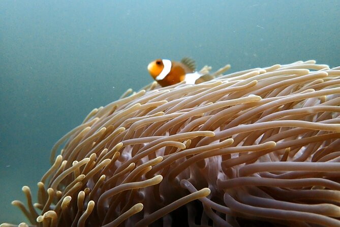 PADI Discover Scuba 2 Times Diving Phuket - Is $220.25 good value for Phuket?