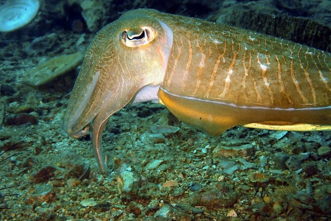PADI Discover Scuba 2 Times Diving Phuket - Who will enjoy this most