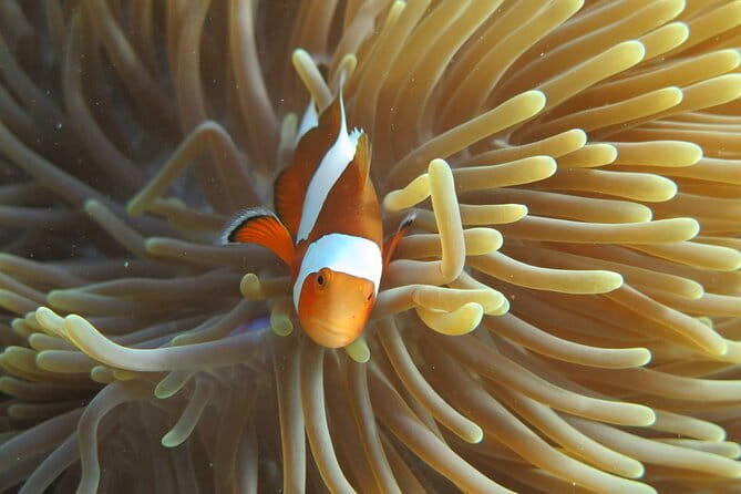 Phi Phi Bamboo Islands Fullday - Premium - Ninety minutes on Bamboo Island