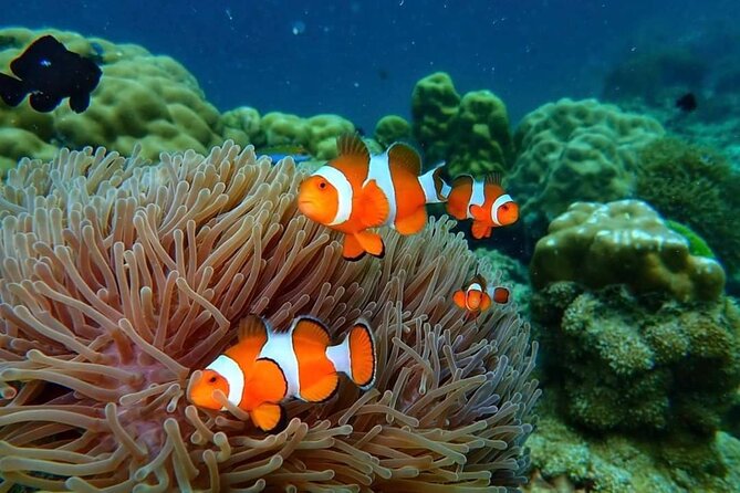Phi Phi & Bamboo Islands Snorkeling Tour w/ Fins by Speedboat - Pileh Lagoon, the best water stop