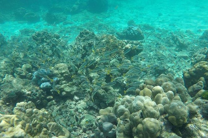 Phi Phi Islands One Day Tour by Speedboat From Phuket - Maya Bay is the headline stop