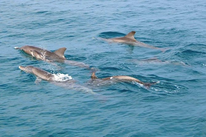 Phi Phi, Maiton, Khai Island Sunset Romantic Trip By Phuket Seahorse Marine - Maiton Island: snorkeling and a chance to spot dolphins