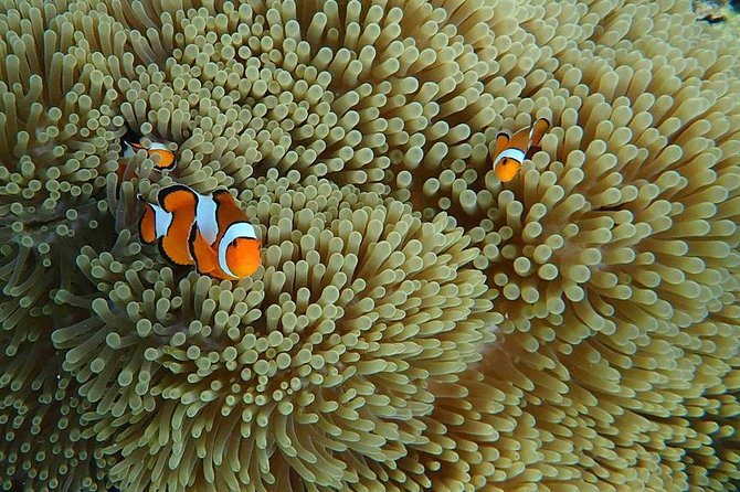 Phi Phi, Maiton, Khai Island Sunset Romantic Trip By Phuket Seahorse Marine - Monkey Beach: a quick wildlife sighting