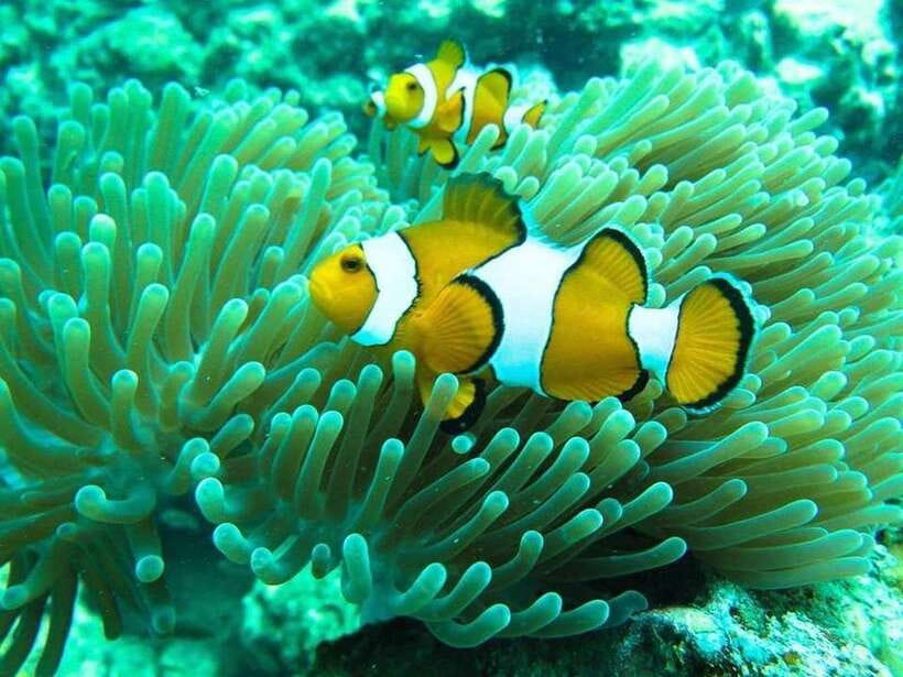 Phuket: 3 Khai Islands Relax & Snorkeling Half/Full Day Tour - Khai Nai: your first beach and an easy swim